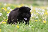 CHOW CHOW 478
